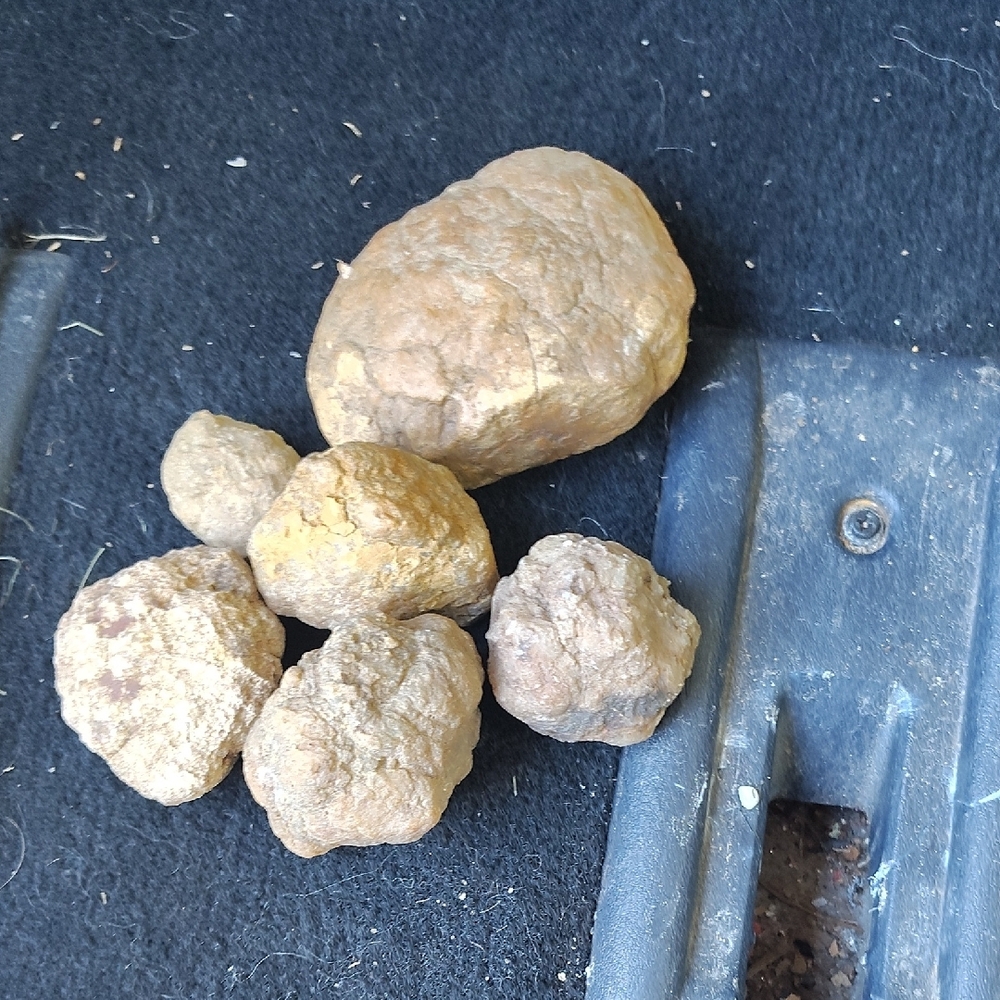 Geodes - Picture 5 of 5